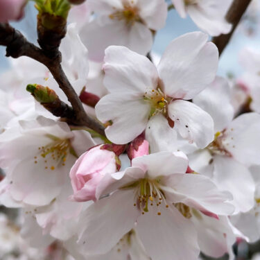 桜🌸満開〜週末の波予想